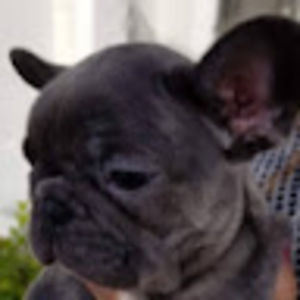 Meet your Posher, Dennys